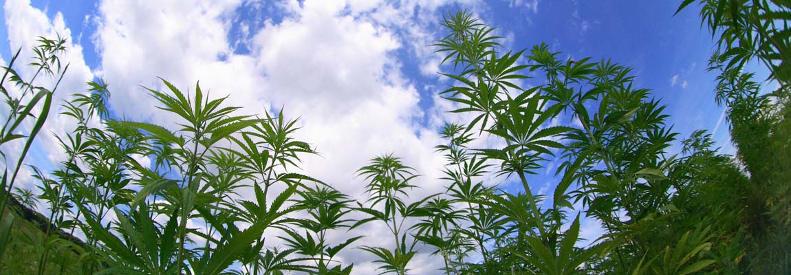 Medical Cannabis Field